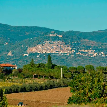 Il Pino *